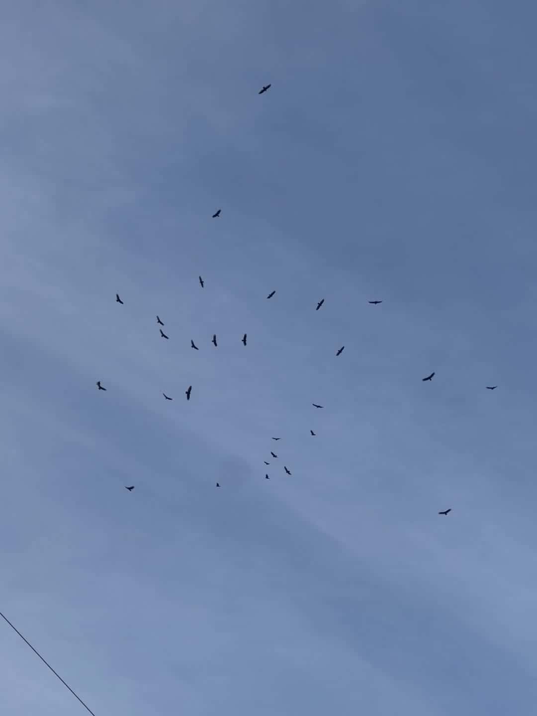 Cover for Ever wondered why birds act so strangely sometimes? 🐦 #BirdBehavior #NatureFacts #CuriousCreatures