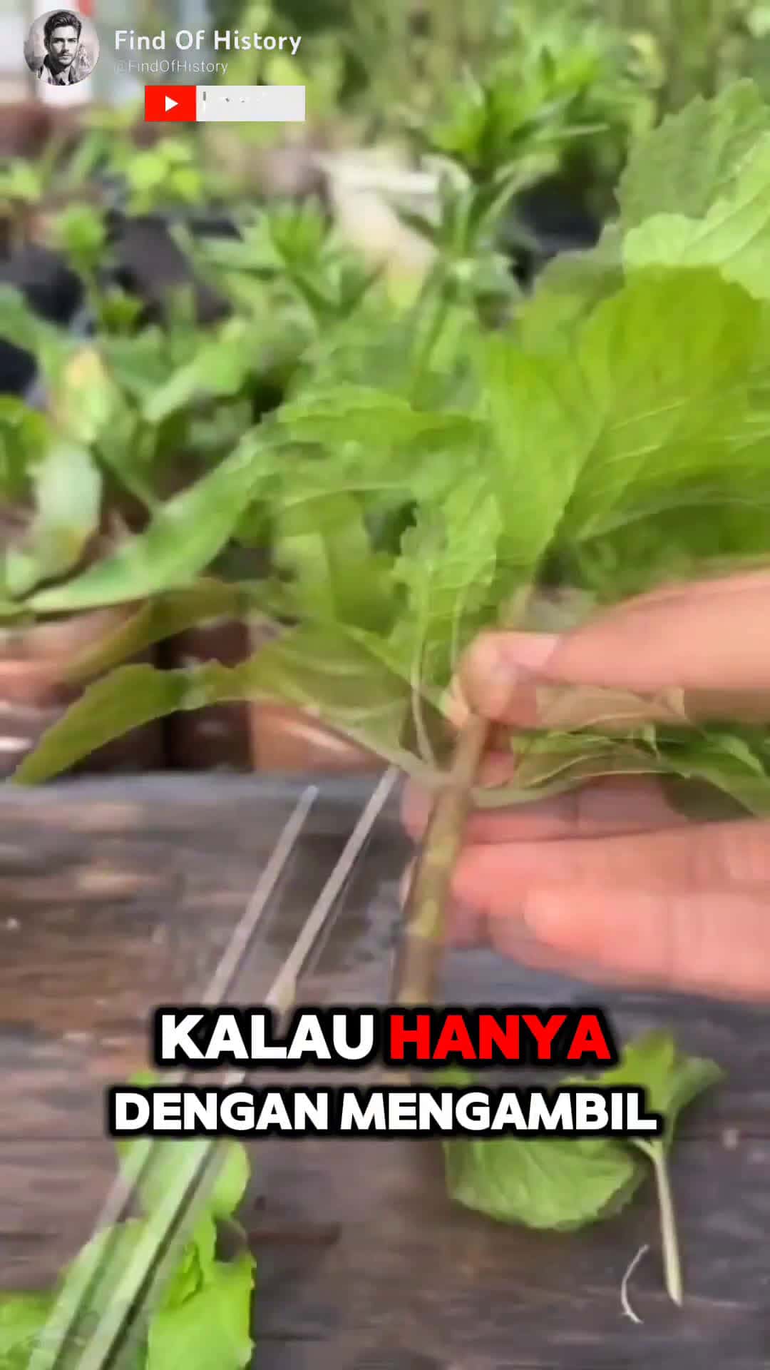 Cover for Unbelievable How To Make Simple Hydroponic Plants Easily Part 01 shorts short unique