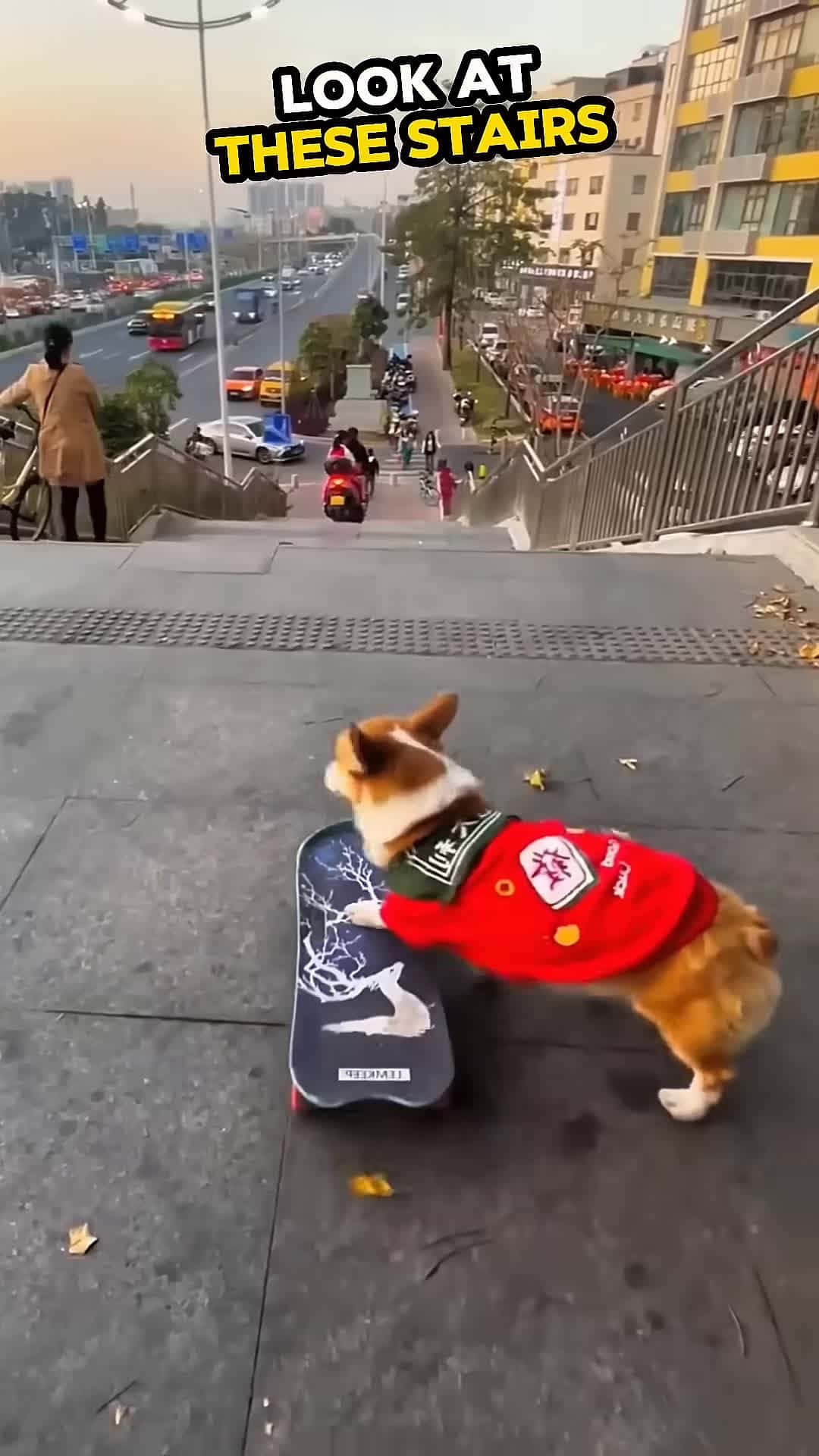 Cover for This Dog Just Skated Down the Stairs Like a Pro