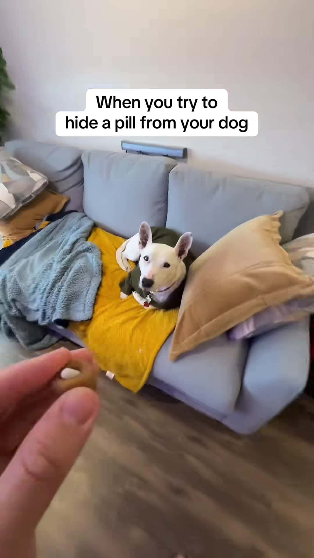 Cover for Biscuit really wait “nice try buddy” #dogs #antibiotics #meme #funny ...