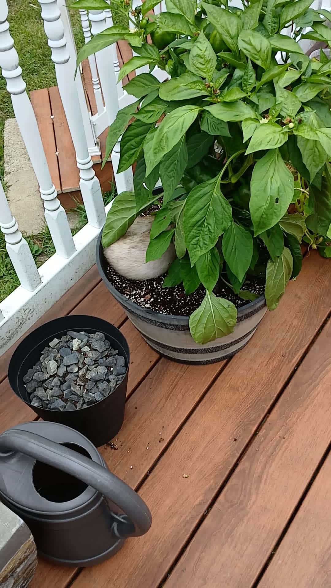 Cover for he's gardening 