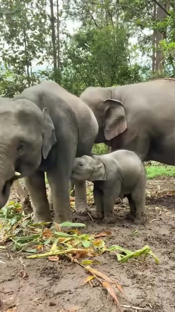 Cover for This cute baby elephant thought her sister was her mom, and she wanted milk😅 #funnyelephant #shorts_013 (2)