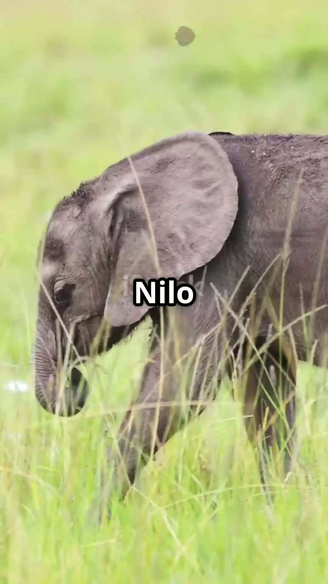 Cover for Nilo the Baby Elephant's Trunk Troubles!
