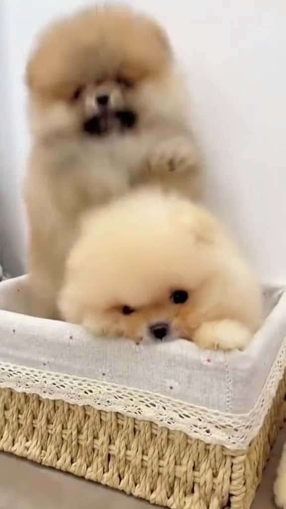 Cover for cng gh  xuhuong funnyvideos viralvideo dog cutedog 32427 #trend