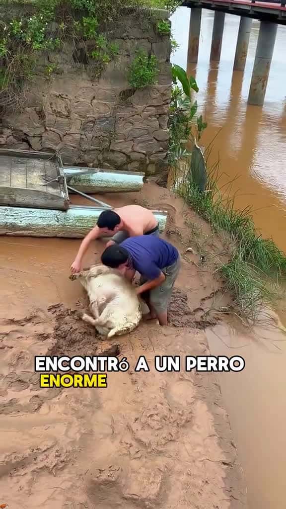 Cover for This dog weighs more than a pig #animals #Foryou #Friendship #Us #fyp #dog created by Animal Planet with Animal Planet’s original sound