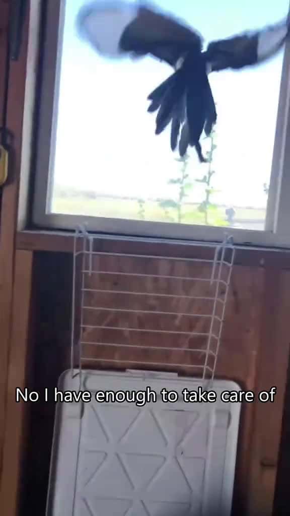 Cover for When an unexpected guest came to the house🥰🥰#bird #birds #birdsoftiktok #fyp #foryou #foryoupage #funny #funnyvideos #funnytiktok #funnyanimals  created by pets babytime with pets babytime’s original sound