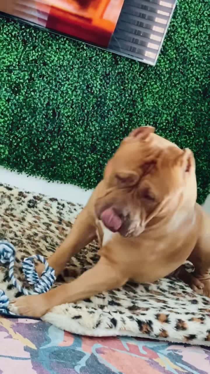 Cover for #dogtoy #pitbull #pitbulls #megamouth #pitbulllove #dog #dogchallenge...
