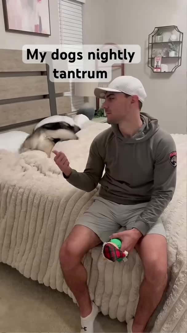 Cover for My dog demands his toy back #dog #dogs #husky #huskies #cute_159 (2)