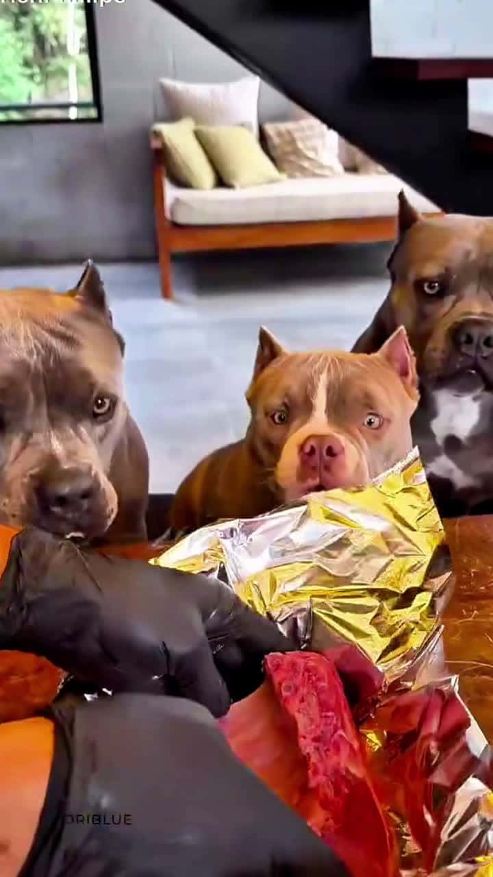 Cover for #CaughtOnCamera 🐶Chow Time 😋