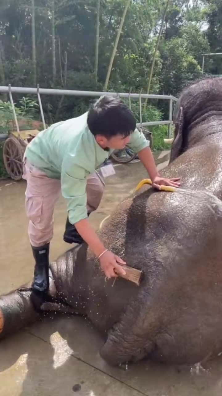 Cover for Bathing can make the baby elephant happy 😁#greenscreenvideo #beautiful #pets #wildanimals #elephant #baby #bathe #foryoupage #fyp #fypシ