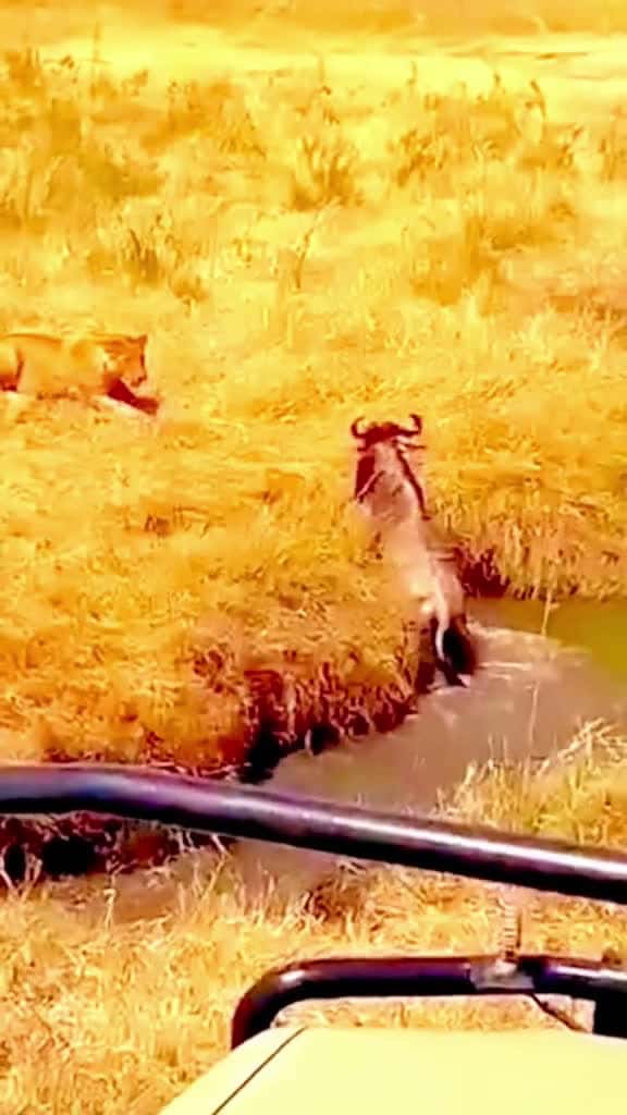 Cover for lion bites wildebeest underwateranimal animalworld pyf lion wildebeest vairal xuh 19200 #nicevideo