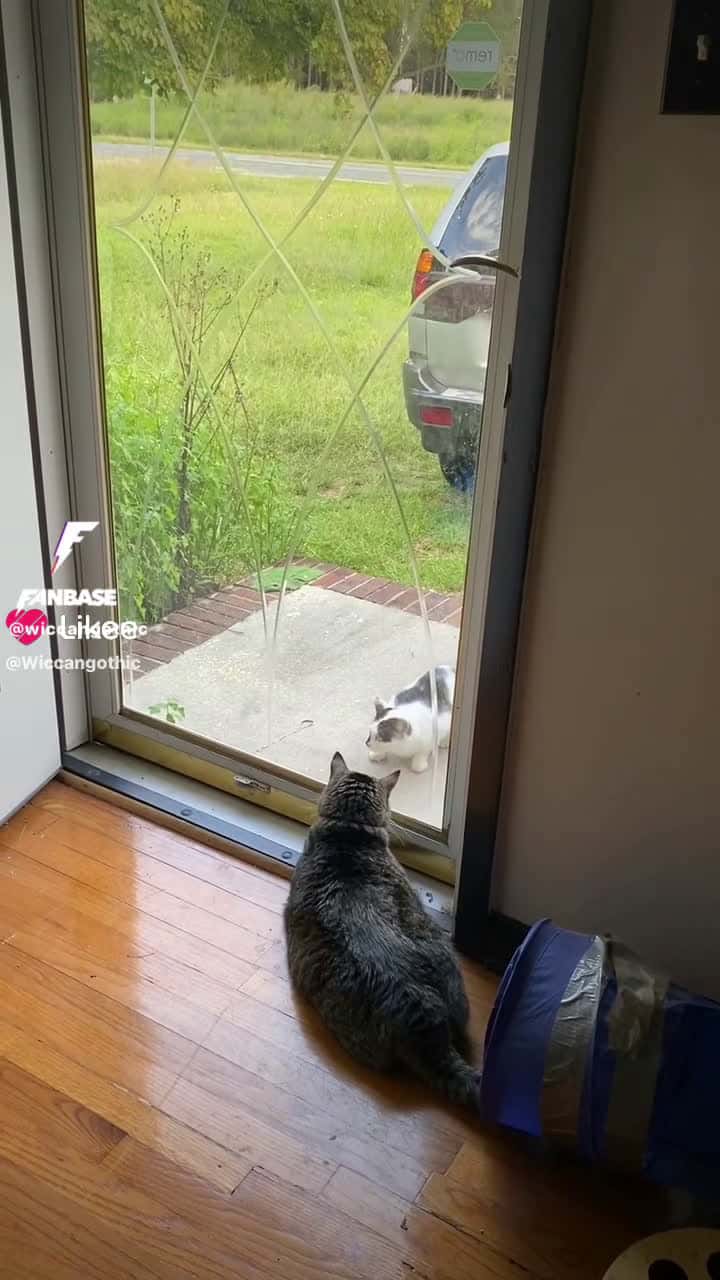 Cover for My cat Stan