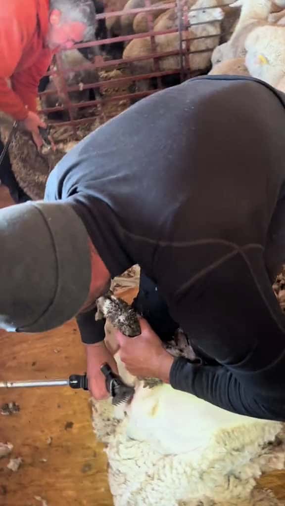 Cover for Quentin Harbinger going slow and working on his shearing pattern sheepshearing 23455 #trending