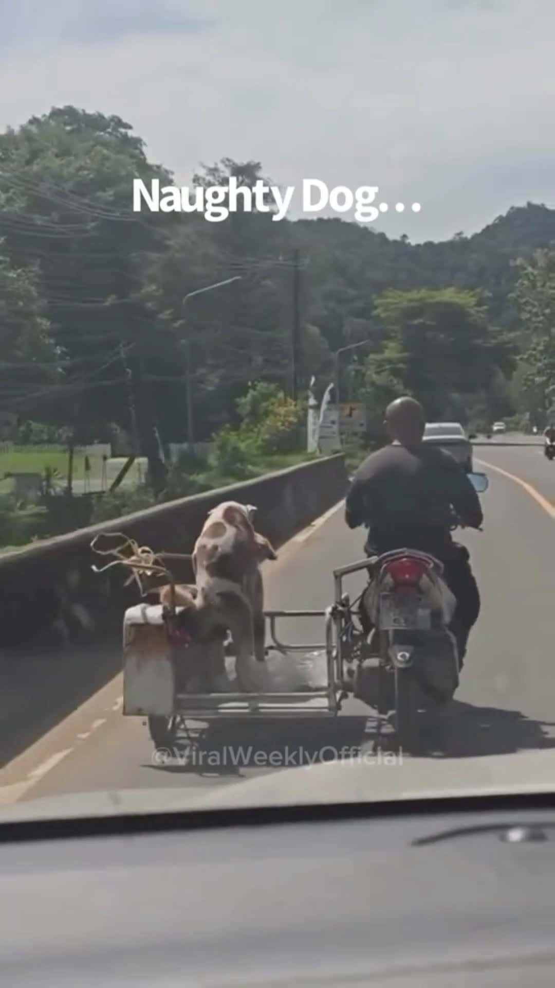 Cover for Naughty Dogs  #funnyanimals #dogvideos #animalsareawesome