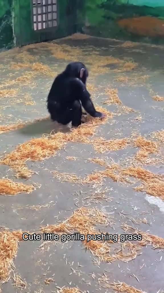 Cover for Orangutan Behavior orangutan funny catsoftiktok cat for foryou fyp foryoupage funnyvideo c 09102 #america