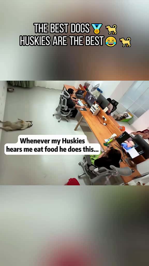 Cover for These Noises Beat Calling Your Dog dog funnyvideos foryoupage dogs usa tiktok tiktokdogs h 54526 #trendingscoopz