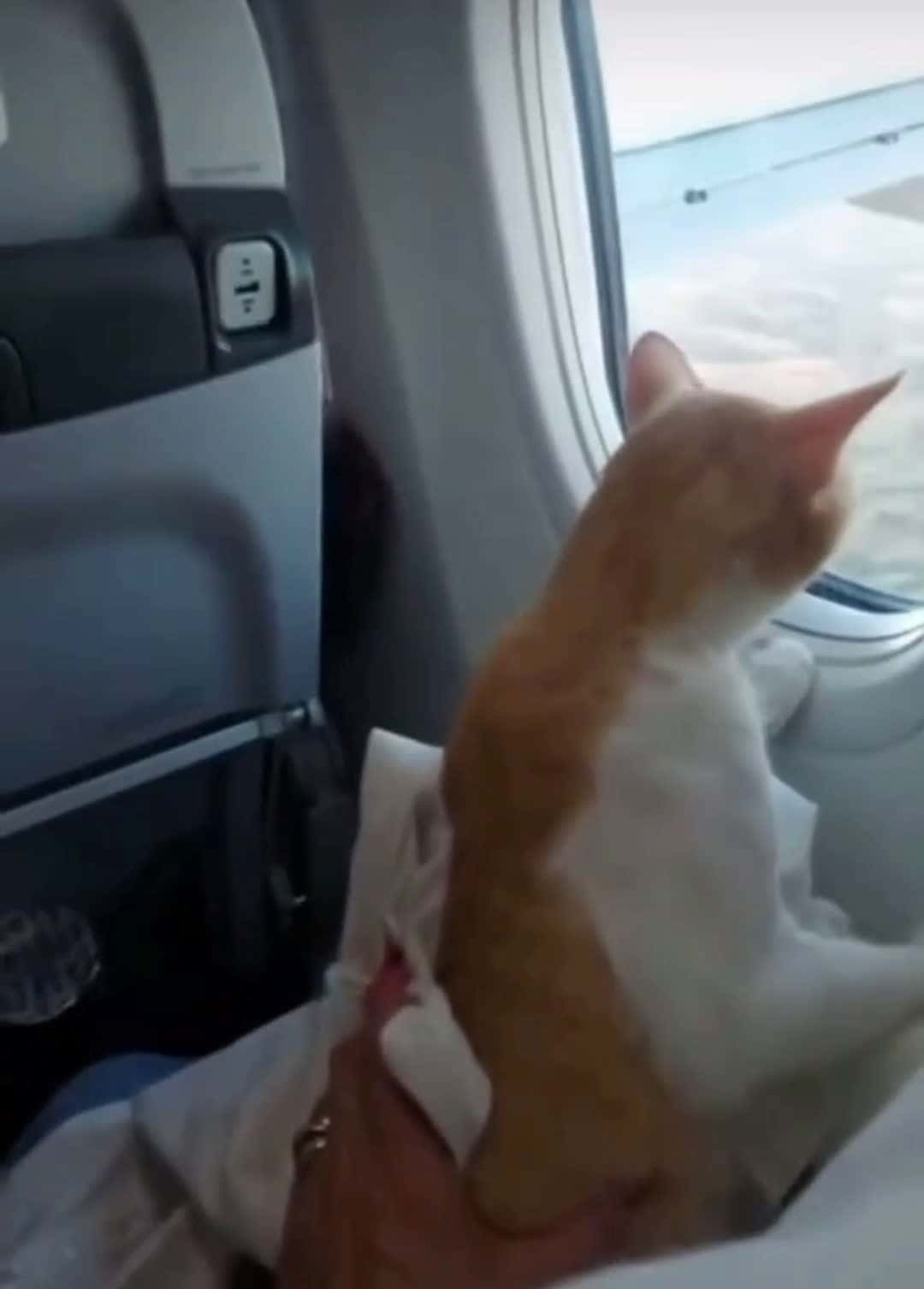 Cover for #fyp #viral_video #vairal #fürdich #goviral #funnycat #cutecat #travel #comedia #katze #catlove