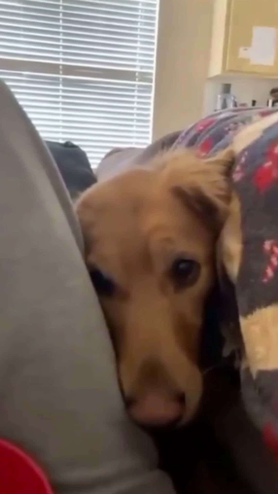 Cover for #dog  #dogsoftiktok