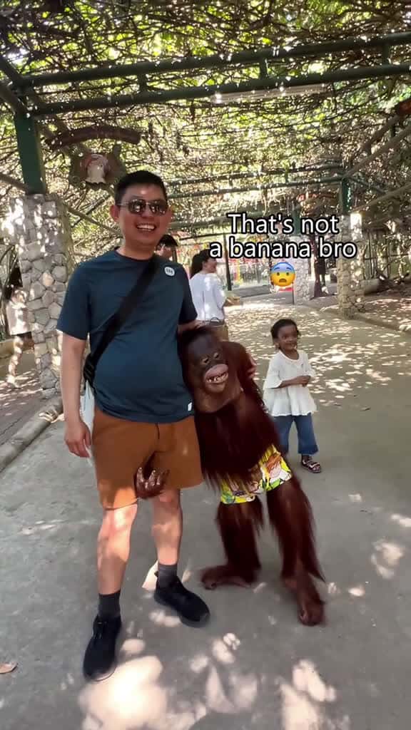 Cover for Monkey core🦧🦍#monkey #monkeys #monkeysoftiktok #fyp #foryou #funny #foryoupage #funnyvideos #funnytiktok #funnyanimals  created by pets babytime with Elmandu🐰| #SWICY’s original sound - Phoenix