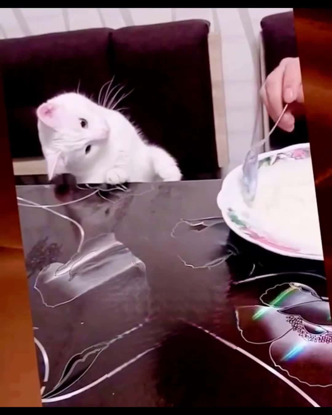 Cover for What is she up to? 😹 You won't believe this! #WhatIsSheDoing #FunnyMoment #MustWatch