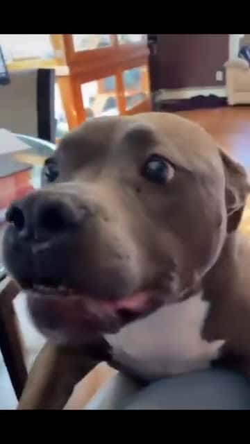 Cover for Dogs Compilation #dogs #dog
