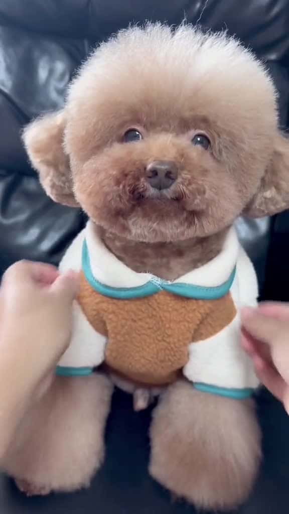 Cover for ch bng cc tr sa c ngay chic o m thi trang gi nhit cc xinh cho cn  n Sen cute pets 01154 #shortvideos