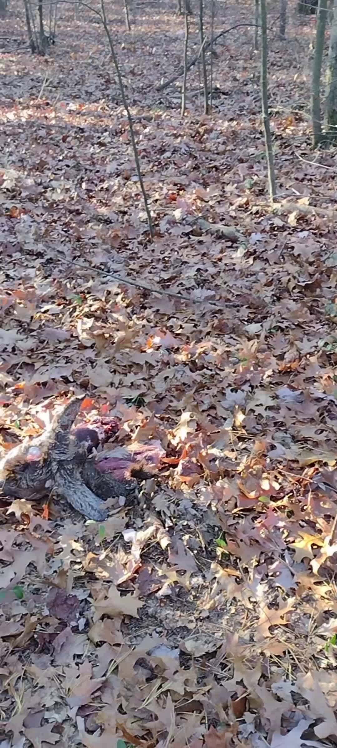 Cover for Creepy Things You Find In The Woods #scary #animals #dead #movie 
