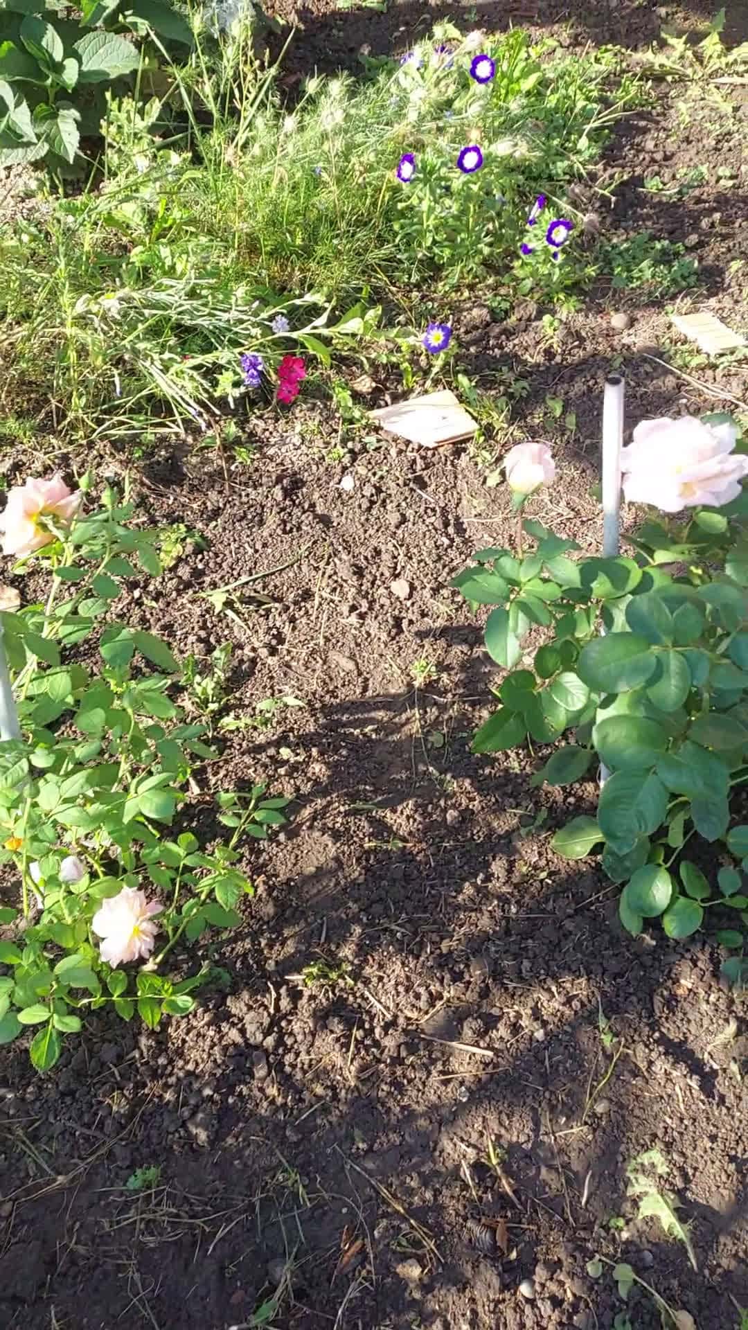 Cover for 6 roses planted! 