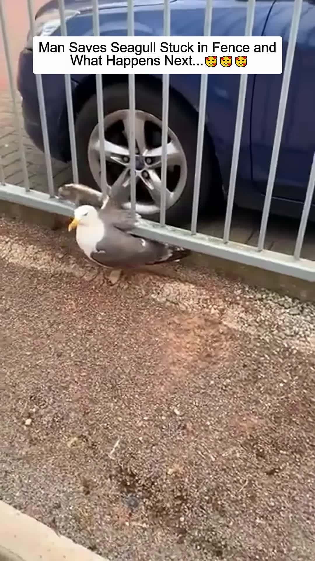 Cover for Man Saves Seagull Stuck in Fence and What Happens Next