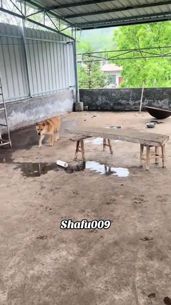 Cover for petpetscutefunny dogfunnydogfunnyvideosviral foryouIoIfypfyp 30322 #shortvideos