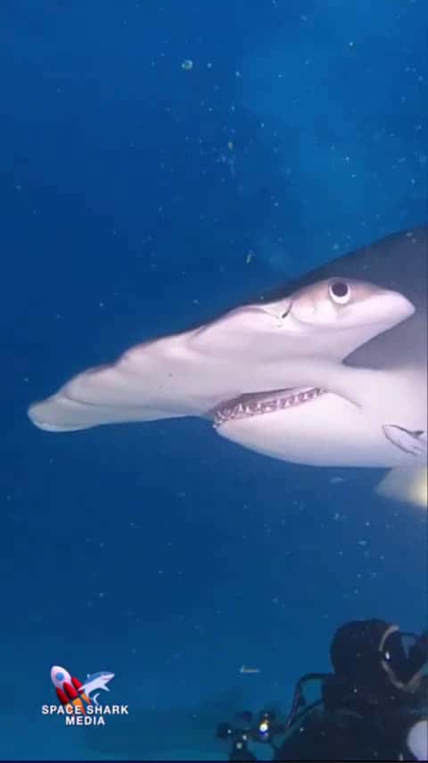 Cover for Hammerhead Shark at night #shark #sharks #ocean #adventure #explore #hammerhead Bimini_0288 (2)