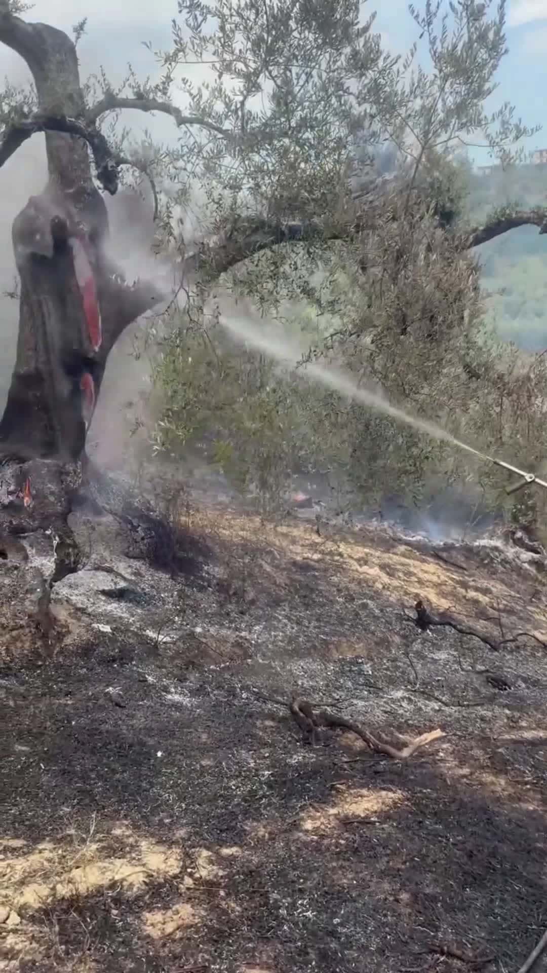 Cover for Fire is inside tree. #scoopz #video #viral 