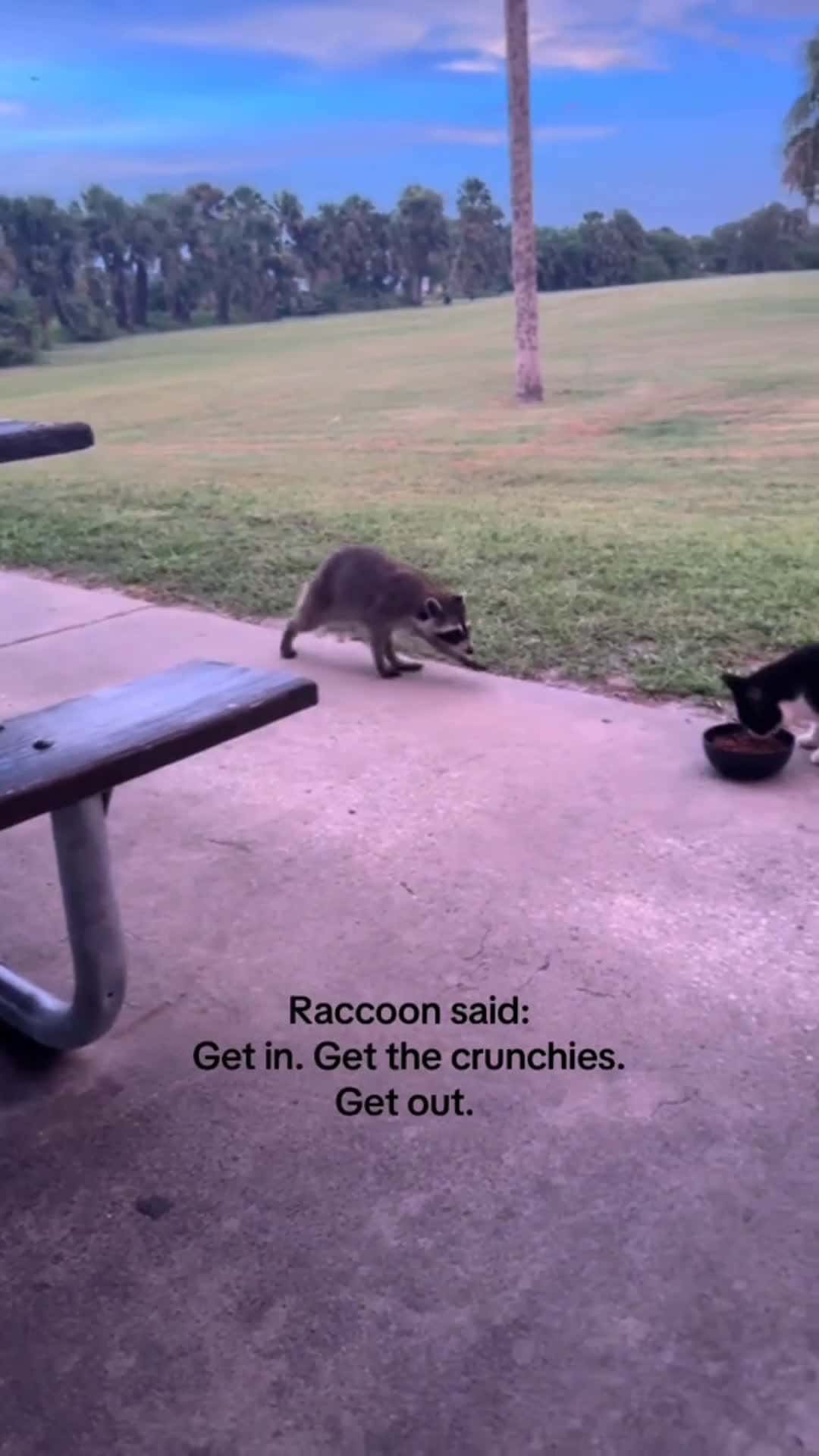 Cover for get in, get out #racoon #thief #animals 