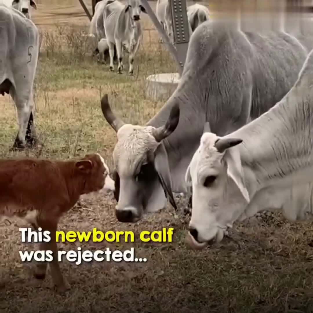 Cover for Abby's Journey - The neglected calf that no one wantedAbby was rejected and bullied by all the other cows, so Colton decided to raise her on his own ❤️
