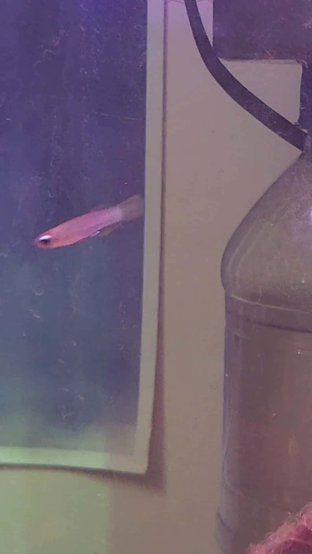 Cover for Watch these amazing orphan fish find a new home 🐠 #FishTank #AquariumLife #RescuePets