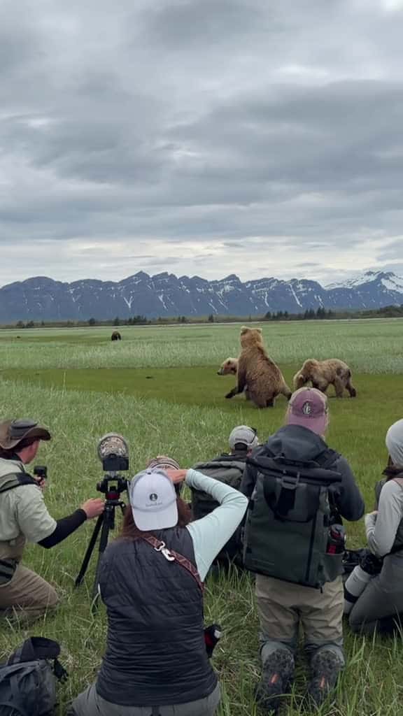 Cover for Mother bear gets nervous about big Boar and stands up to check him out. Notice how these b 28171 #shortvideos