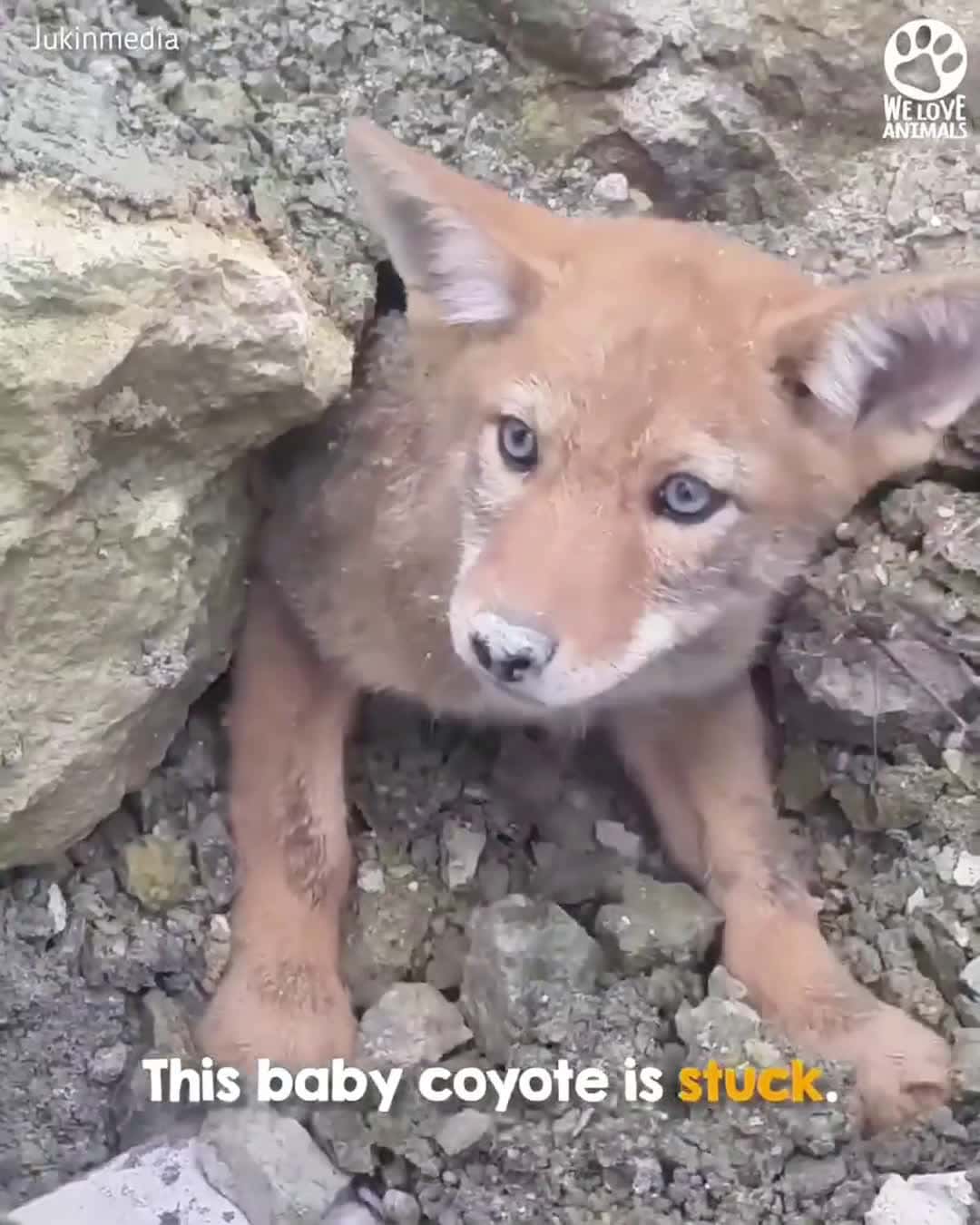 Cover for Coyote puppy stuck in the ground