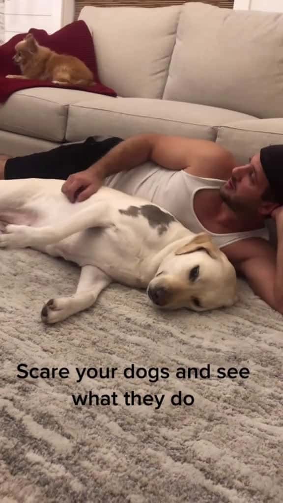 Cover for Sare your dogs and see what they dopet dog funnydog funny funnypet funnyvideo dog 50270 #american