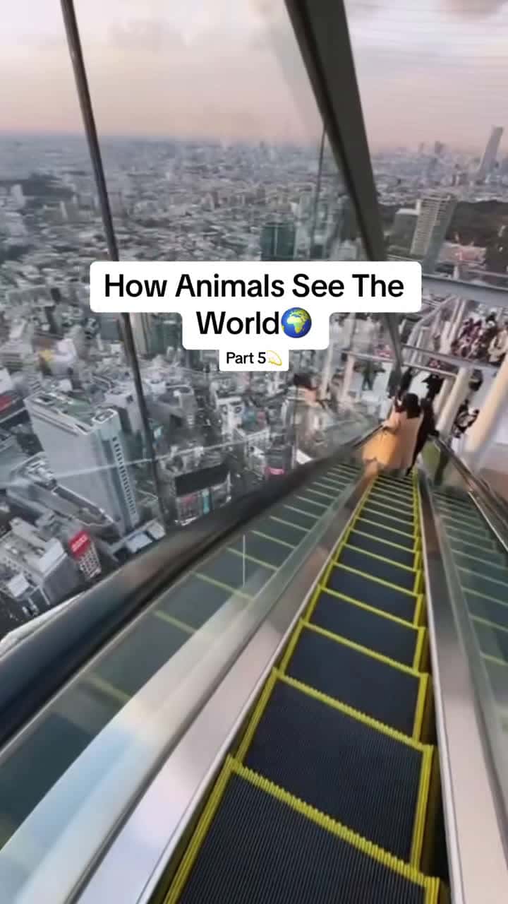 Cover for #UnpopularOpinion How Animals See The World🌎