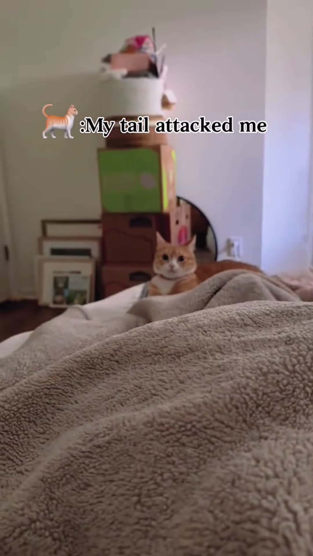 Cover for Catmy tail attacked me 🙀🙀#funnycat #pet #fyp #funnyvideos #catsoftiktok #cute #kitten #cat #funny #catlover #funnyvideo