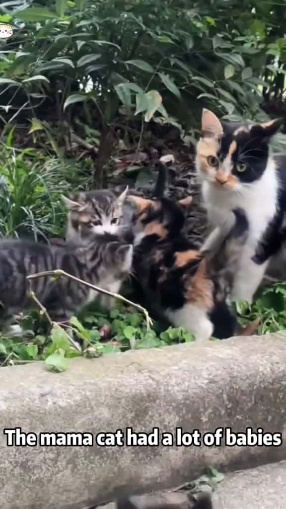 Cover for Mama cat has many children cat catsoftiktok catlover funny funnyvideos foryou fypage fyp f 60798 #followMe