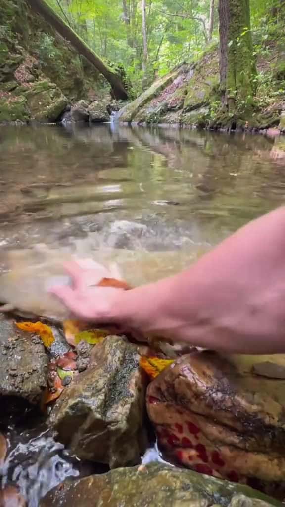 Cover for Roasted veal leg in clay in the wild cookingasmr outdoorcooking Recipe leon cookingnature 80202 #trending