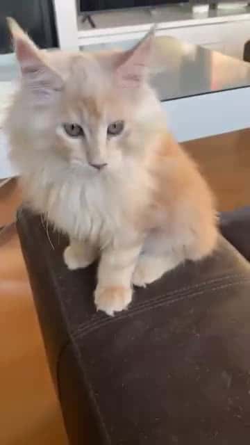 Cover for How cute