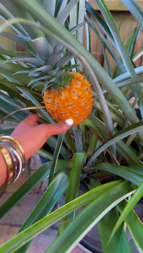 Cover for 🍍🍍🍍🍍🍍🍍
