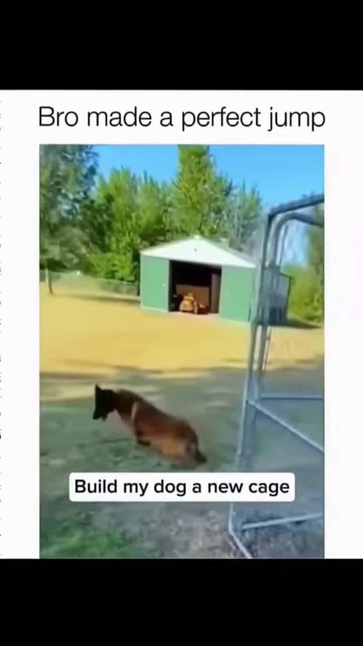 Cover for Funny dogs compilation #funnydog #funnypet #cutedog #dogsoftiktok #doglover #dog 12