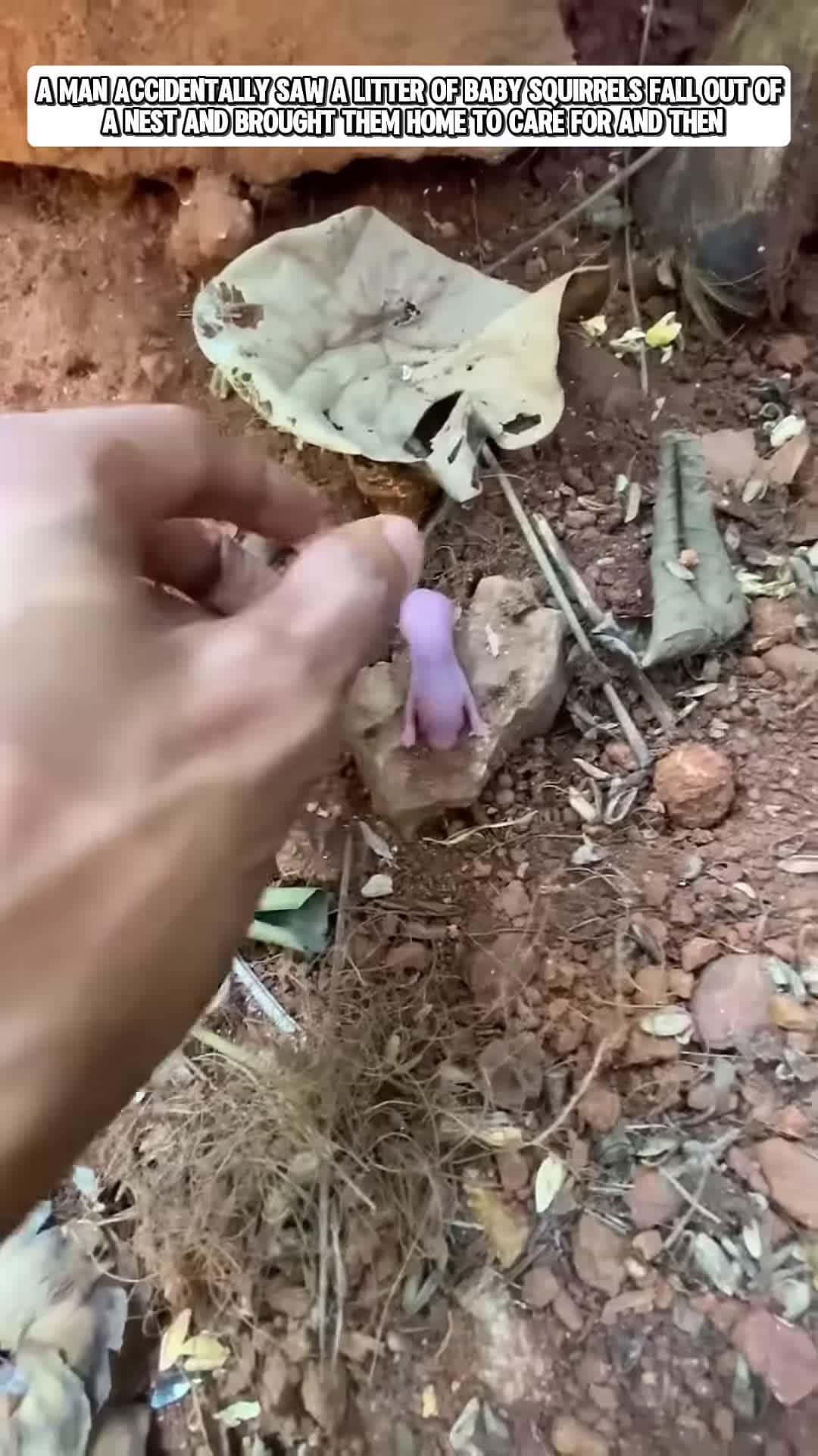Cover for A man accidentally saw a litter of baby squirrels fall out of their nest and then animalshorts