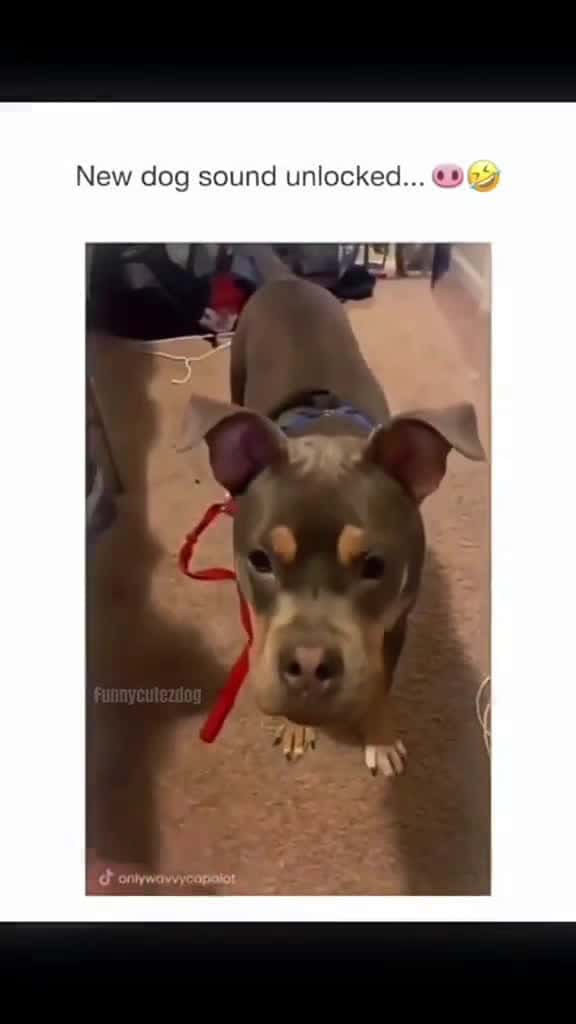 Cover for Funny and cute dogs compilation funnydog funnypet cutedog dogsoftiktok doglover dog 59489 #shortvideos