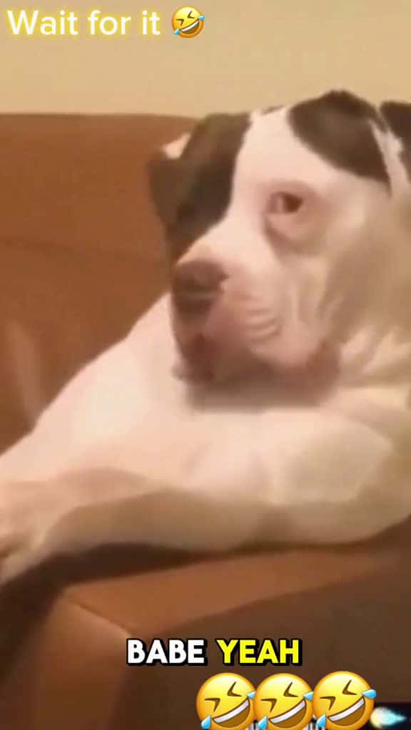 Cover for Wait for it #voiceover #funnyvideo #lovedogs #funnymoments #funnyanimals #petlover #pets #funnyvideos #funnymoments #funny 