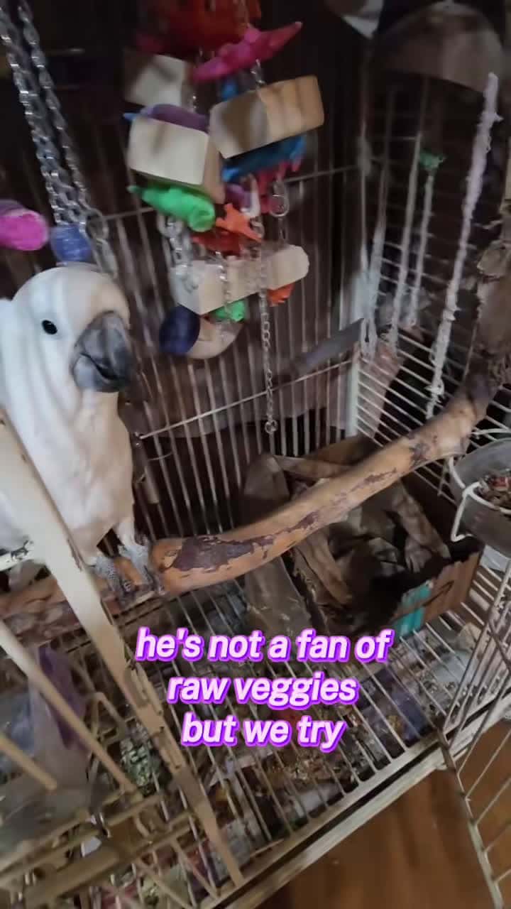 Cover for lets try veggies & chunky puppies #BanditTheCockatoo #parrotsoftiktok #talkingparrot #cockatoo #umbrellacockatoosoftiktok #umbrellacockatoo #talkingbird #parrot #attitude #personality #bird #birb ##birdsoftiktok #birbtiktok #birbturd #birbtok #birdsofinsta #cockatoosofinstagram #parrotsofinstagram #tiktokfamous #veggies #vegetables #healthy #healthychoices