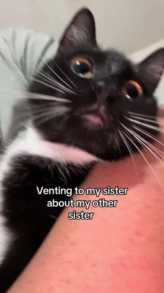Cover for Gotta tell somebody #siblings #cats #catsoftiktok #fyp #thedivakats  created by Thedivakats with Jason Banks’s original sound